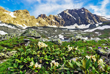 Steep Cliffs And Wildflowers In The Caucasus Mountains