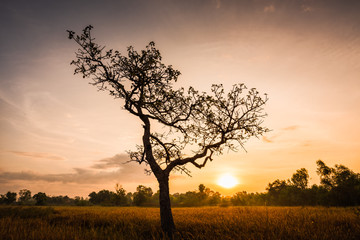 Canvas Print - Dry grass field with big tree on sunrise