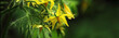 Tomato, flowering plant, yellow flowers. Abundant flowering, agriculture. Garden plant of the Solanaceae family. Field or home gardening. Horizontal banner.