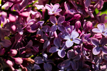 Wild Common Lilac flowers also known as Syringa vulgaris tree blossom blooming in spring.