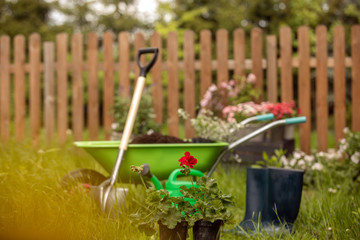 Wheelbarrow with gardening tools in the garden. Rakes, shovel, pitchfork, watering can. Beautiful background for the gardening concept