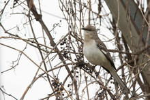 The Northern Mockingbird (Mimus Polyglottos)