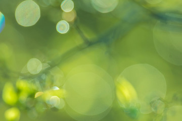 Wall Mural - Fresh green spring abstract background