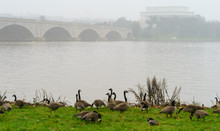 Canada Geese At Riverbank Against Lincoln Memorial Bridge
