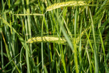 The rye green growing in the field. Rye ear close up.