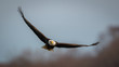 © Ching - Close up view of a Bald Eagle spreading wings against blue sky above the Susquehanna River in Maryland