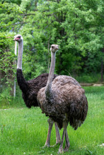Photography That Is Showing A Common Ostrich ,scientific Name Struthio Camelus