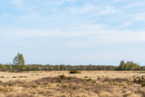 Fototapeta Sawanna - Great plain barren grassland in spring season