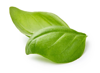 Two basil leaves isolated on white background