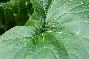 Green leaf of Yellow pumpkin plant