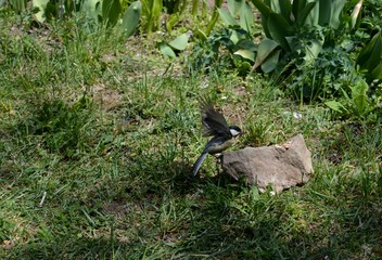 Poster - small bird landing on a stone