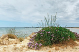 Fototapeta Morze - beautiful purple flowers on a background of the sea
