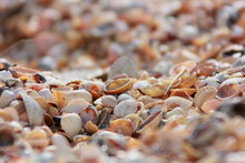Shell Coast Of The Sea Of Azov, Shells Close-up, Different Shapes And Sizes In Natural Light