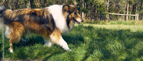 Cuadros en Lienzo Shetland Sheepdog Walking On Grassy Field