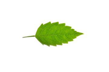  Isolated leaf texture in White Background