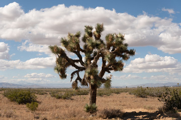 Wall Mural - joshua tree national park california