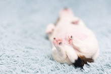 Paws Of A Puppy Close-up. Newborn Puppy Sleeps On His Back On A Gently Blue Background. New Life. Light Blue Baby Blanket. Sweet Sleep. Small Paws And Ponytail. Place For Text.
