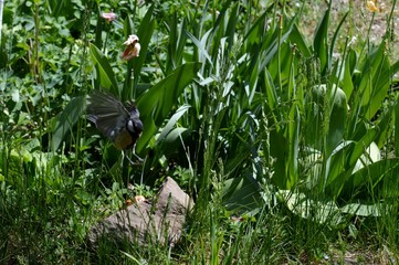 small bird landing on a stone