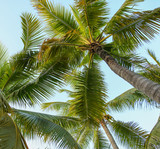 Fototapeta Łazienka - Large green branches on coconut trees