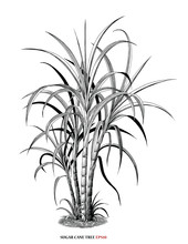 Sugar Cane Tree Botanical Illustration Vintage Engraving Style Black And White Clipart Isolated On White Background