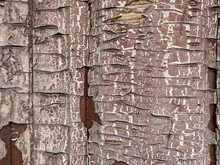 Old Door With Brown Paint With Large Cracks. Convex Bas-relief. The Red Tree