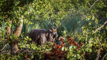 Nyala Male In Deep Green Bush In Kruger National Park, South Africa ; Specie Tragelaphus Angasii Family Of Bovidae
