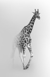 giraffe african national park wildlife animals