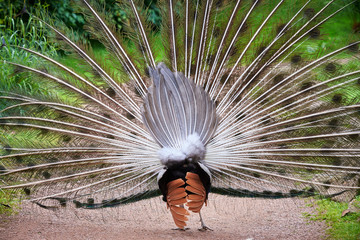 Wall Mural - Indian peafowl with open train (Pavo cristatus)