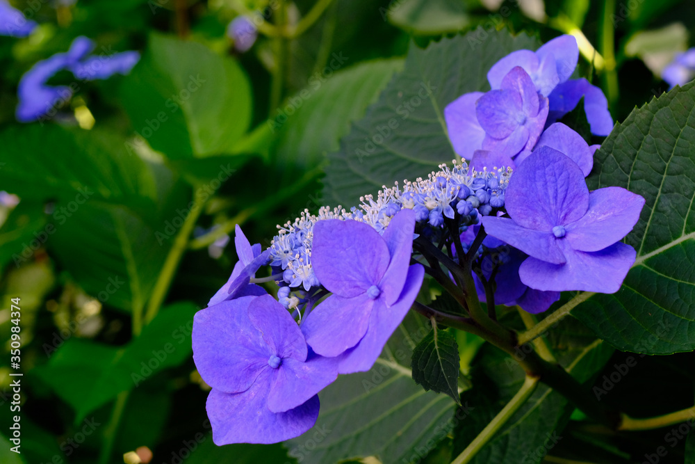 blue hydrangea flower - obrazy, fototapety, plakaty 