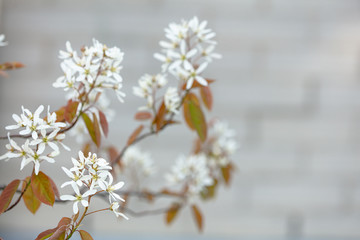 Wall Mural - White delicate flowers,
white inflorescences of flowers on a blurry brick background