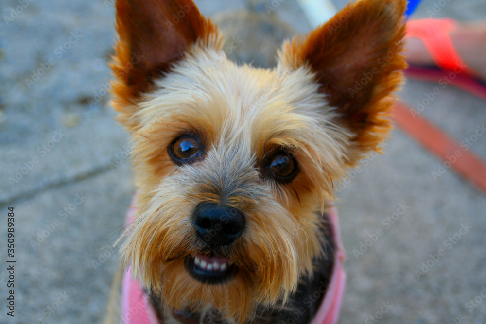 Retrato de perro de raza yorkshire, mascota noble, animal canino con grandes ojos y pelaje de color café - obrazy, fototapety, plakaty 