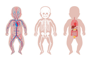 Wall Mural - Internal structure of baby body.