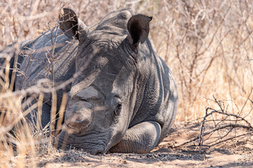 dehorned rhino in the hwange national park, zimbabwe