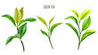 © nurofina - Green tea branches and leaves, Hand drawn