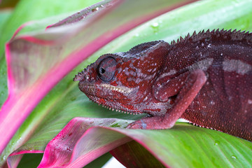 Wall Mural - A bright red chameleon Sits in bright plants. Macro shooting