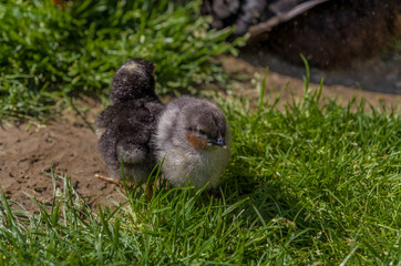 Two baby chickens in a grass