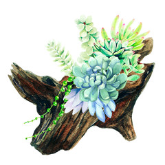 Wall Mural - Bright watercolor succulents growing in the wooden snag pot