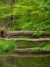 Tree Trunks Fallen Over Kobylanka Stream Making A Natural Bridge. The Kobylanka Flows Into The Rudawa River.