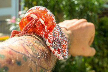 Wall Mural - A bright orange chameleon sits on a man's hand against a background of green plants