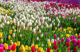Fototapeta Tulipany - Field of bright flowers, floral background for design