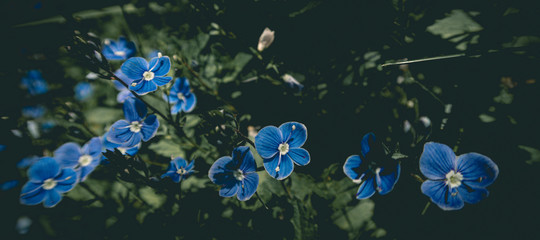 Beautiful blue flowers of Veronica chamaedrys (germander speedwell, bird's-eye speedwell, cat's eyes) - herbaceous perennial species of flowering plant in the plantain family Plantaginaceae background