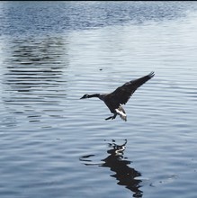 Side View Of Canada Goose Flying Over Lake With Reflection