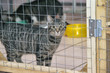 striped European Shorthair cat in a cage