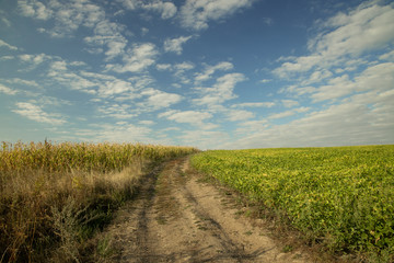 Wall Mural - empty field after harvest season in September autumn time nature landscape scenic view with dirt trail to horizon background line blue sky white clouds