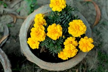High Angle View Of Marigold Flowers In Pot