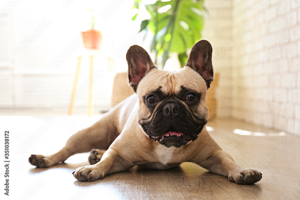 Funny dreamy frenchie with sad facial expression lying on wood textured floor. Fawn french bulldog with black mask at home. Purebred dog with wrinkled face. Close up, copy space, background. - obrazy, fototapety, plakaty 