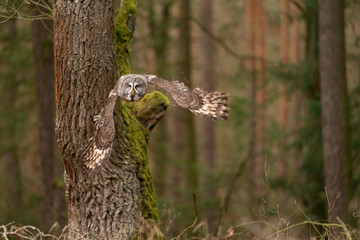Wall Mural - Owl flying close to the tree in the european forest.