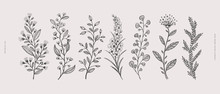 Big Set Of Hand-drawn Curly Flowers. Wild Herbs Vector Illustration. Floral Design Element For Greeting Card, Poster, Cover, Invitation. Botanical Retro Image For A Garden Background.