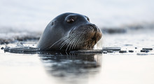 Swimming Seal. The Bearded Seal, Also Called The Square Flipper Seal. Scientific Name: Erignathus Barbatus. White Sea, Russia.