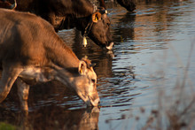 A Herd Of Cows Drinks Water From A River